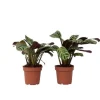 Bønneplante - Sæt med 2 - Ctenanthe 'Amagris' - Højde 20-30cm - ⌀12cm