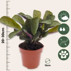 Bønneplante - Sæt med 2 - Ctenanthe 'Amagris' - Højde 20-30cm - ⌀12cm