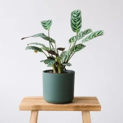 Bønneplante - Sæt med 2 - Ctenanthe 'Amagris' - Højde 20-30cm - ⌀12cm
