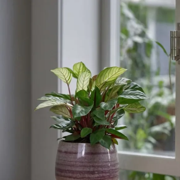 Bønneplante - Sæt med 2 - Ctenanthe 'Amagris' - Højde 20-30cm - ⌀12cm