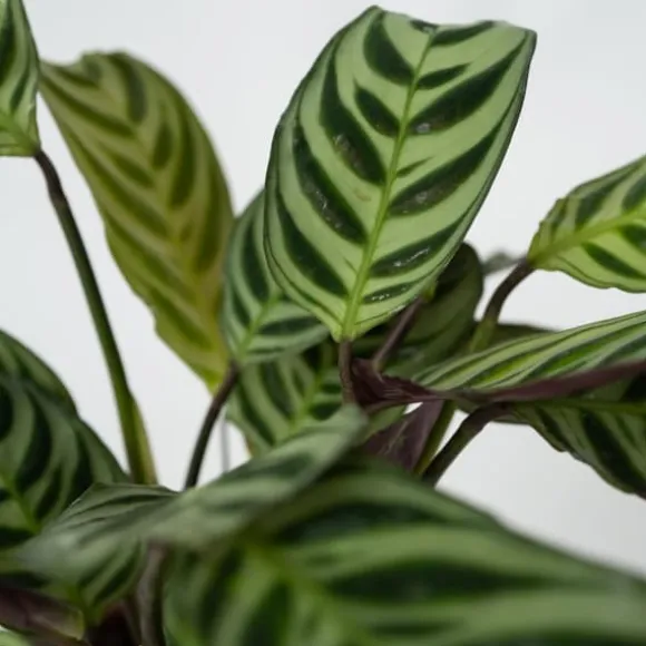 Bønneplante - Sæt med 2 - Ctenanthe 'Amagris' - Højde 20-30cm - ⌀12cm