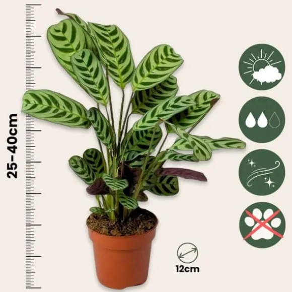 Bønneplante - Sæt med 2 - Ctenanthe 'burle-marxii' - Højde 25-40cm - ⌀12cm