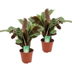 Bønneplante - Sæt med 2 - Ctenanthe 'burle-marxii' - Højde 30-40cm - ⌀14cm