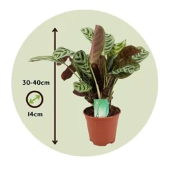 Bønneplante - Sæt med 2 - Ctenanthe 'burle-marxii' - Højde 30-40cm - ⌀14cm
