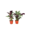 Bønneplante - Sæt med 4 - Ctenanthe 'burle-marxii' - Højde 25-40cm - ⌀12cm