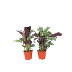 Bønneplante - Sæt med 4 - Ctenanthe 'burle-marxii' - Højde 25-40cm - ⌀12cm