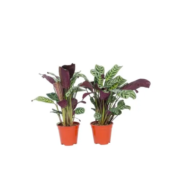 Bønneplante - Sæt med 4 - Ctenanthe 'burle-marxii' - Højde 25-40cm - ⌀12cm