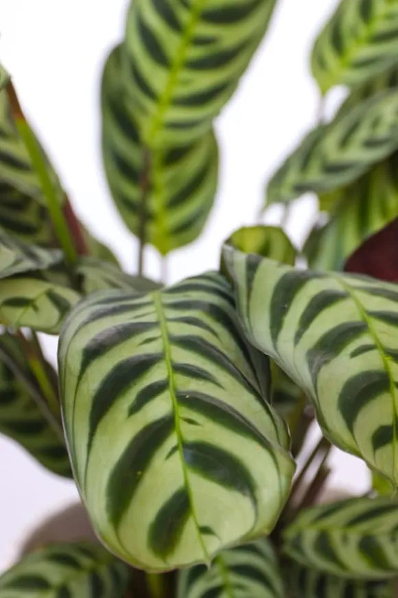 Bønneplante - Sæt med 4 - Ctenanthe 'burle-marxii' - Højde 25-40cm - ⌀12cm