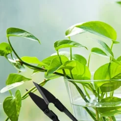 Bonsai Beskæresaks Mini Bonsaisaks Små Haveskærere til Knopper og Blade