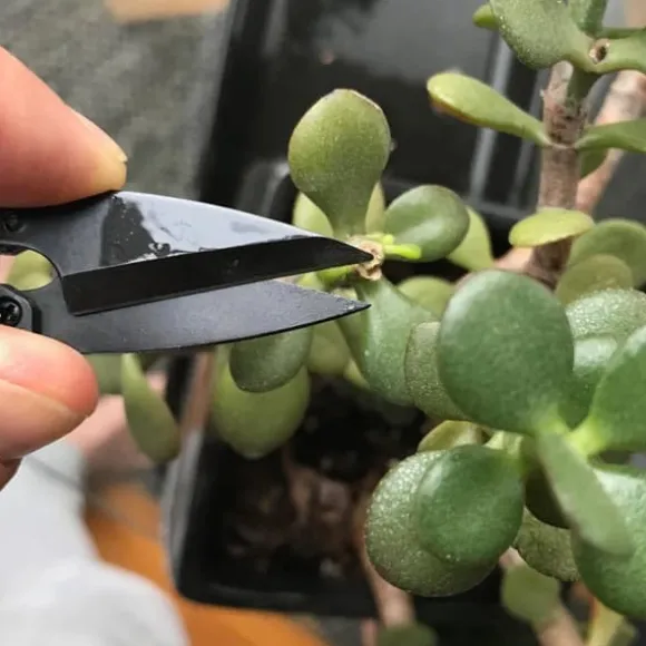 Bonsai Beskæresaks Mini Bonsaisaks Små Haveskærere til Knopper og Blade
