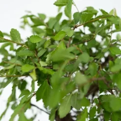 Bonsai med vattenfal - Sæt med 2 - Bonsai - Højde 25-35cm - ⌀29cm