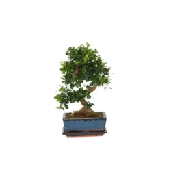 Bonsai træ - Carmona microphylla - Højde 25-30cm - ⌀20cm