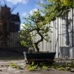 Bonsai træ - Carmona microphylla - Højde 25-30cm - ⌀20cm