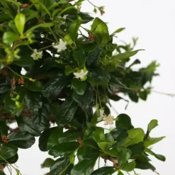 Bonsai træ - Carmona microphylla - Højde 25-30cm - ⌀20cm
