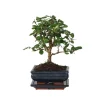 Bonsai træ - Carmona microphylla - Højde 25-30cm - ⌀15cm