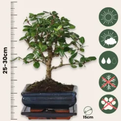 Bonsai træ - Carmona microphylla - Højde 25-30cm - ⌀15cm