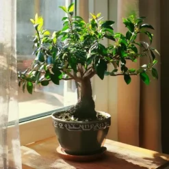 Bonsai træ - Carmona microphylla - Højde 25-30cm - ⌀15cm