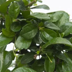 Bonsai træ - Carmona microphylla - Højde 25-30cm - ⌀15cm