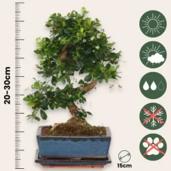 Bonsai træ - Carmona microphylla - Højde 20-30cm - ⌀15cm