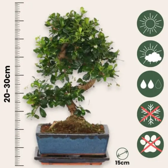 Bonsai træ - Carmona microphylla - Højde 20-30cm - ⌀15cm