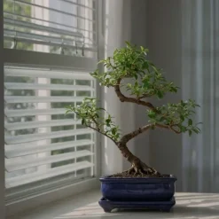 Bonsai træ - Carmona microphylla - Højde 20-30cm - ⌀15cm