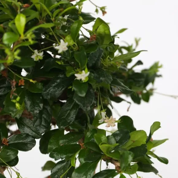 Bonsai træ - Carmona microphylla - Højde 20-30cm - ⌀15cm