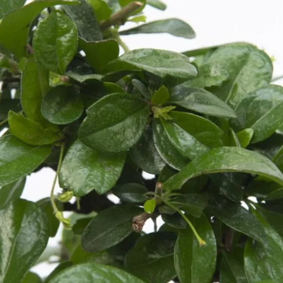 Bonsai træ - Carmona microphylla - Højde 20-30cm - ⌀15cm
