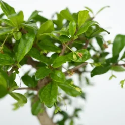 Bonsai træ med vandfald - Bonsai - Højde 25-35cm - ⌀29cm