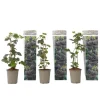 Brombær - 3 stk - Rubus Thornless - Højde 25-40cm - ⌀9cm