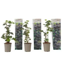 Brombær - 3 stk - Rubus Thornless - Højde 25-40cm - ⌀9cm