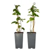 Brombær - Sæt med 2 - Rubus fruticosus 'Thornfree' - Højde 50-60cm - ⌀15cm