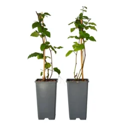 Brombær - Sæt med 2 - Rubus fruticosus 'Thornfree' - Højde 50-60cm - ⌀15cm