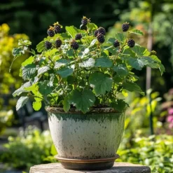 Brombær - Sæt med 2 - Rubus fruticosus 'Thornfree' - Højde 50-60cm - ⌀15cm