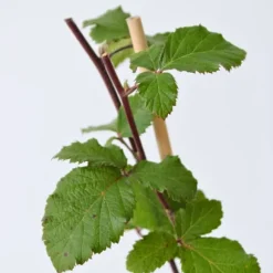 Brombær - Sæt med 2 - Rubus fruticosus 'Thornfree' - Højde 50-60cm - ⌀15cm