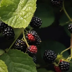 Brombær - Sæt med 2 - Rubus fruticosus 'Thornfree' - Højde 50-60cm - ⌀15cm