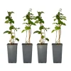 Brombær - Sæt med 2 - Rubus fruticosus 'Thornfree' - Højde 50-60cm - ⌀15cm