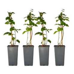 Brombær - Sæt med 2 - Rubus fruticosus 'Thornfree' - Højde 50-60cm - ⌀15cm