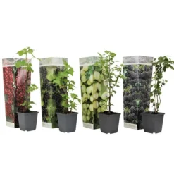 Bærplanter - Sæt med 4 - Rubus, rubrum, Uva, Fructosus - Højde 25-40cm - ⌀9cm
