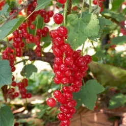 Bærplanter - Sæt med 4 - Rubus, rubrum, Uva, Fructosus - Højde 25-40cm - ⌀9cm