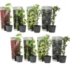 Bærplanter - Sæt med 8 - Rubus, rubrum, Uva, Fructosus - Højde 25-40cm - ⌀9cm