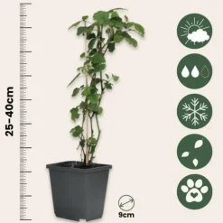 Bærplanter - Sæt med 8 - Rubus, rubrum, Uva, Fructosus - Højde 25-40cm - ⌀9cm