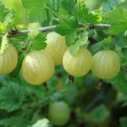 Bærplanter - Sæt med 8 - Rubus, rubrum, Uva, Fructosus - Højde 25-40cm - ⌀9cm