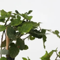 Bærplanter - Sæt med 8 - Rubus, rubrum, Uva, Fructosus - Højde 25-40cm - ⌀9cm