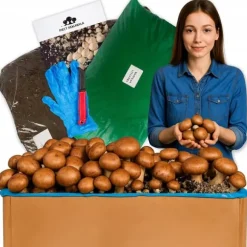 Brun svampemycelium 30 kg stort dyrkningssæt Instruktioner + Gratis