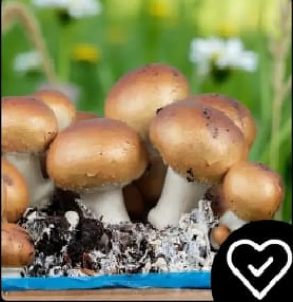 Brun svampemycelium 30 kg stort dyrkningssæt Instruktioner + Gratis