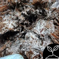 Brun svampemycelium 30 kg stort dyrkningssæt Instruktioner + Gratis