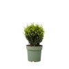 Buksbom - Ilex crenata 'Jenny' - Højde 30-40cm - ⌀17cm
