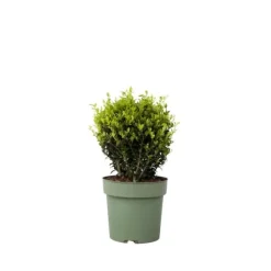 Buksbom - Ilex crenata 'Jenny' - Højde 30-40cm - ⌀17cm