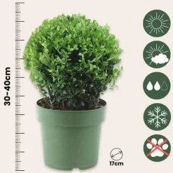 Buksbom - Ilex crenata 'Jenny' - Højde 30-40cm - ⌀17cm
