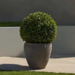 Buksbom - Ilex crenata 'Jenny' - Højde 30-40cm - ⌀17cm